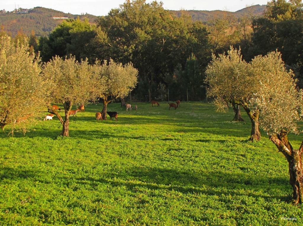 Quinta Do Cerquito Villa Ferreira do Zezere Bagian luar foto