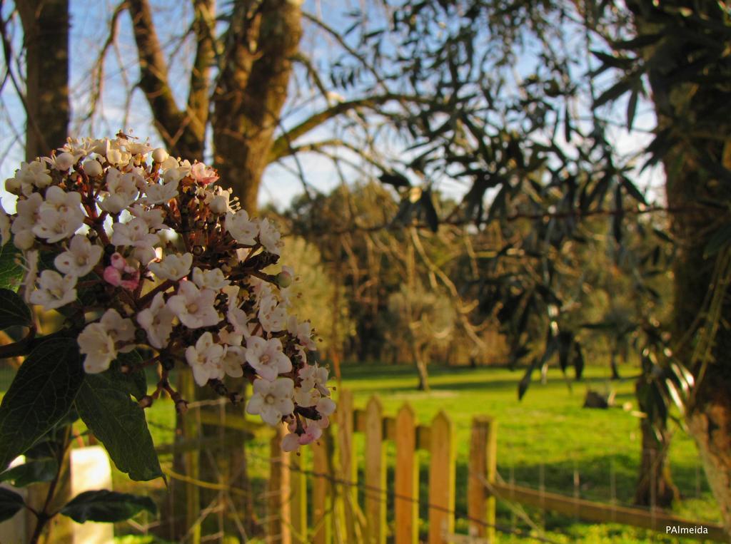 Quinta Do Cerquito Villa Ferreira do Zezere Bagian luar foto