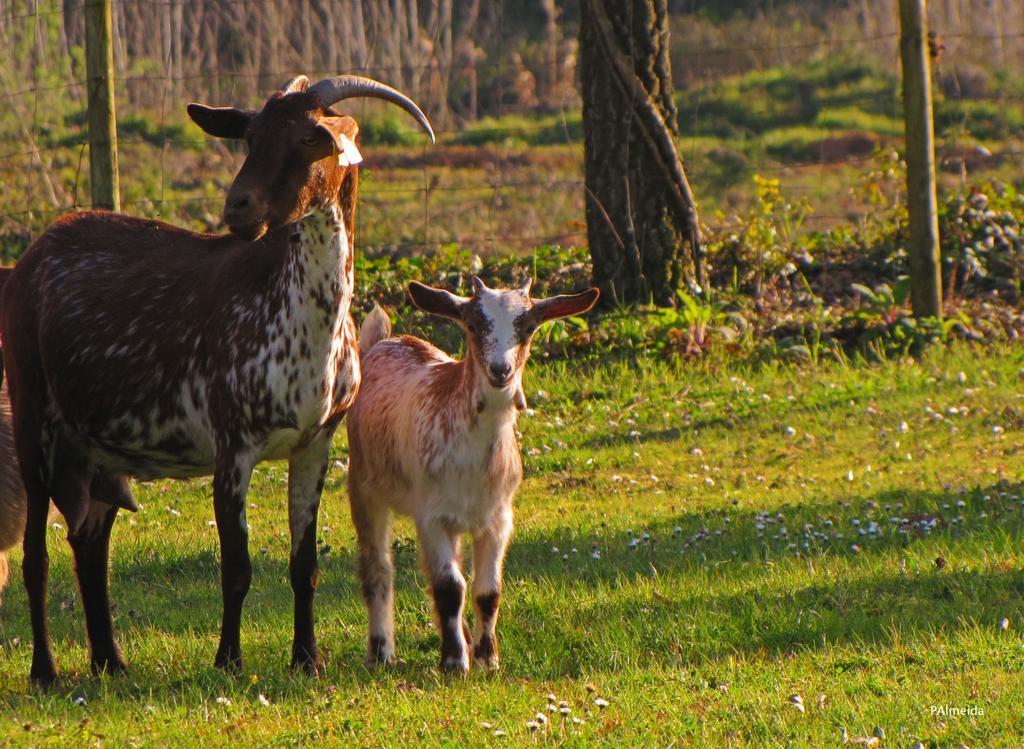 Quinta Do Cerquito Villa Ferreira do Zezere Bagian luar foto