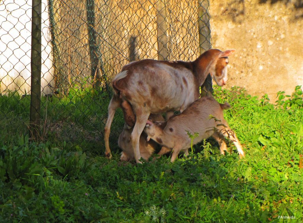 Quinta Do Cerquito Villa Ferreira do Zezere Bagian luar foto