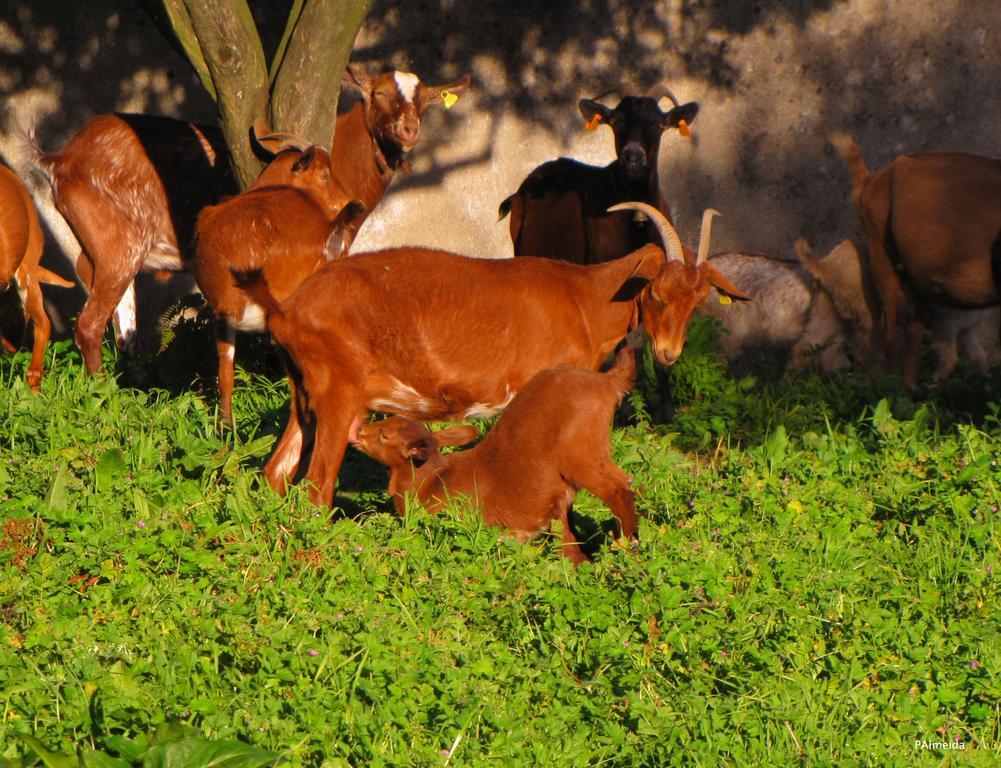 Quinta Do Cerquito Villa Ferreira do Zezere Bagian luar foto