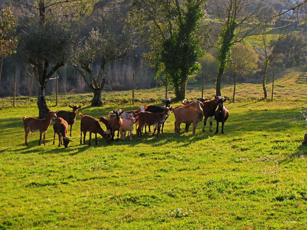 Quinta Do Cerquito Villa Ferreira do Zezere Bagian luar foto