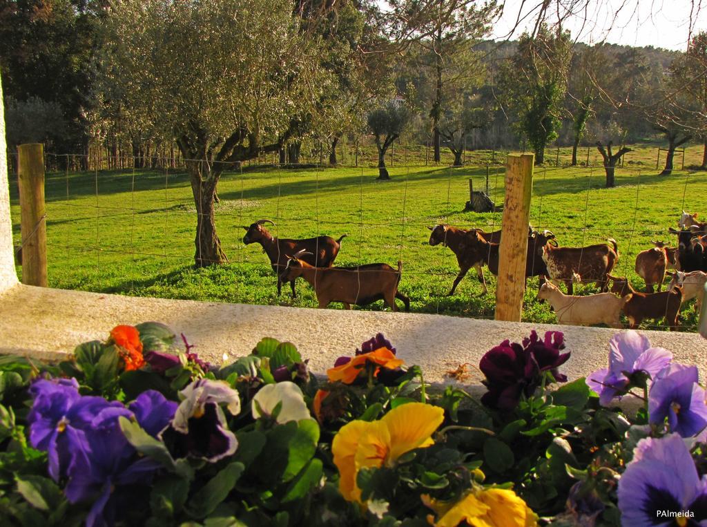 Quinta Do Cerquito Villa Ferreira do Zezere Bagian luar foto